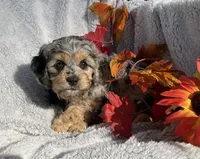 Biscuit, a female Cockapoo for sale in Goshen, IN – 3 of 7