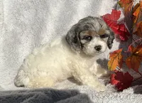 Bitsy, a female Cockapoo for sale in Goshen, IN – 2 of 8