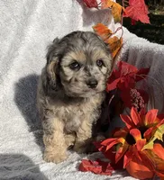 Bingo, a male Cockapoo for sale in Goshen, IN – 2 of 8