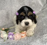 Trillium , a female Cockapoo for sale in Goshen, IN – Photo 5 of 7