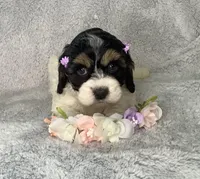 Trillium , a female Cockapoo for sale in Goshen, IN – Photo 3 of 7