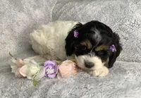 Trillium , a female Cockapoo for sale in Goshen, IN – Photo 2 of 7