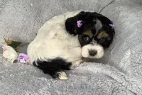 Trillium , a female Cockapoo for sale in Goshen, IN – Photo 4 of 7