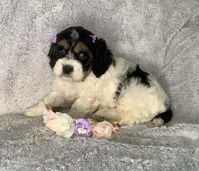 Trillium  – Cockapoo puppy for sale in Goshen, IN