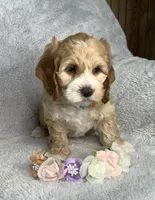 Toffee , a male Cockapoo for sale in Goshen, IN – 2 of 8