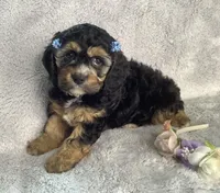 Crocus, a female Cockapoo for sale in Goshen, IN – Photo 4 of 6