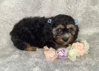 Crocus, a female Cockapoo for sale in Goshen, IN – Photo 2 of 6