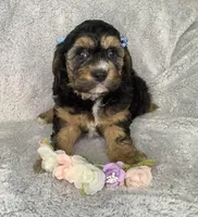 Crocus, a female Cockapoo for sale in Goshen, IN – Photo 3 of 6