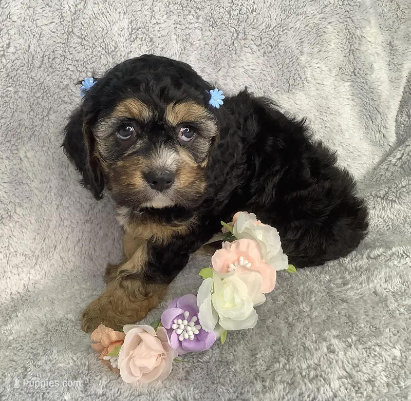 Crocus – Cockapoo puppy for sale in Goshen, IN