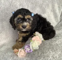 Crocus, a female Cockapoo for sale in Goshen, IN – Photo 1 of 6