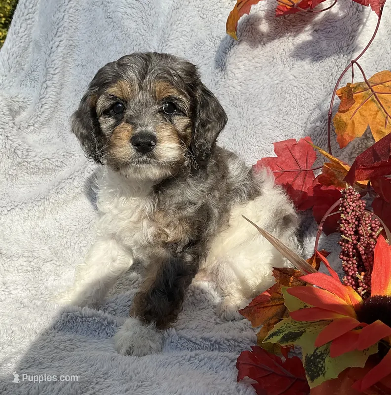 Bambi – Cockapoo puppy for sale in Goshen, IN