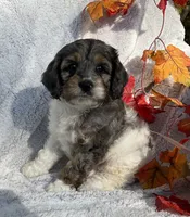 Bambi, a male Cockapoo for sale in Goshen, IN – 6 of 8