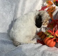 Blossom , a female Cockapoo for sale in Goshen, IN – 5 of 8
