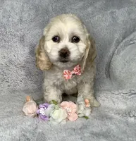 Heath, a male Cockapoo for sale in Goshen, IN – 2 of 8