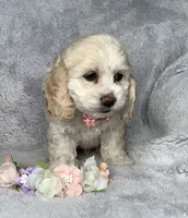 Heath, a male Cockapoo for sale in Goshen, IN – 4 of 8