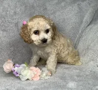 Taffy, a female Cockapoo for sale in Goshen, IN – 3 of 8