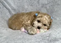 Caramel , a female Cockapoo for sale in Goshen, IN – 3 of 8