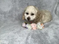 Heath, a male Cockapoo for sale in Goshen, IN – 3 of 8