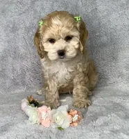 Maple Sugar, a female Cockapoo for sale in Goshen, IN – 3 of 8