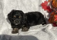 Birdie , a female Cockapoo for sale in Goshen, IN – 3 of 8