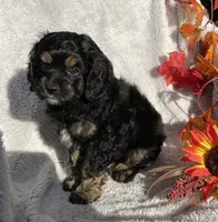 Birdie , a female Cockapoo for sale in Goshen, IN – 5 of 8