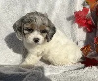 Bitsy, a female Cockapoo for sale in Goshen, IN – 5 of 8