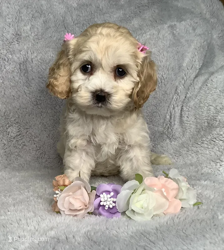 Taffy – Cockapoo puppy for sale in Goshen, IN