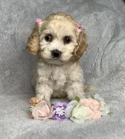 Taffy, a female Cockapoo for sale in Goshen, IN – 1 of 8