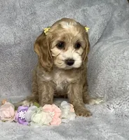 Butterscotch , a female Cockapoo for sale in Goshen, IN – 3 of 8