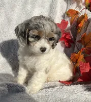 Bitsy, a female Cockapoo for sale in Goshen, IN – 4 of 8