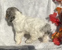 Bitsy, a female Cockapoo for sale in Goshen, IN – 6 of 8