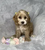 Butterscotch , a female Cockapoo for sale in Goshen, IN – 2 of 8
