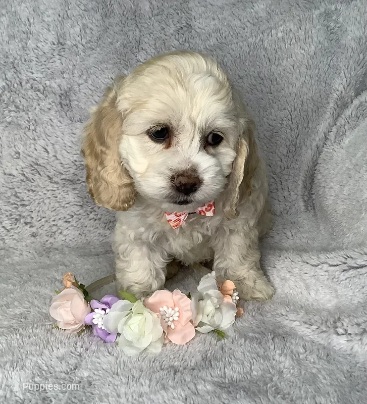 Heath – Cockapoo puppy for sale in Goshen, IN