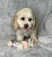 Heath, a male Cockapoo for sale in Goshen, IN – 1 of 8
