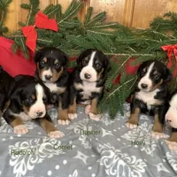Frosty AKC, a male Greater Swiss Mountain Dog for sale in Goshen, IN – Photo 9 of 9