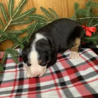 Frosty AKC, a male Greater Swiss Mountain Dog for sale in Goshen, IN – Photo 7 of 9