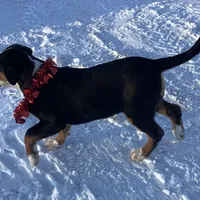 Frosty AKC, a male Greater Swiss Mountain Dog for sale in Goshen, IN – Photo 3 of 9