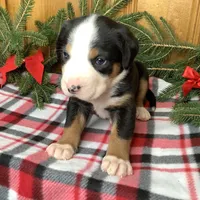 Frosty AKC, a male Greater Swiss Mountain Dog for sale in Goshen, IN – Photo 8 of 9