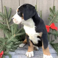 Frosty AKC, a male Greater Swiss Mountain Dog for sale in Goshen, IN – Photo 5 of 9