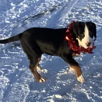 Frosty AKC, a male Greater Swiss Mountain Dog for sale in Goshen, IN – Photo 1 of 9
