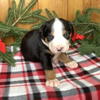 Frosty AKC, a male Greater Swiss Mountain Dog for sale in Goshen, IN – Photo 6 of 9