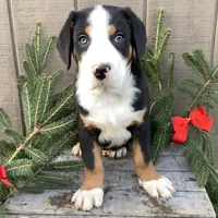 Frosty AKC, a male Greater Swiss Mountain Dog for sale in Goshen, IN – Photo 4 of 9