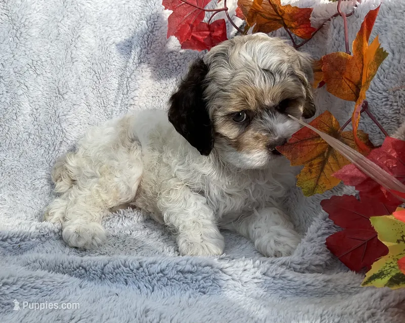 Blossom  – Cockapoo puppy for sale in Goshen, IN