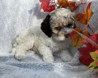 Blossom , a female Cockapoo for sale in Goshen, IN – 1 of 8