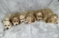 Taffy, a female Cockapoo for sale in Goshen, IN – 6 of 8