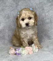 Caramel , a female Cockapoo for sale in Goshen, IN – 1 of 8