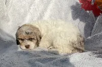 Blossom , a female Cockapoo for sale in Goshen, IN – 3 of 8
