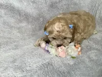 Caramel , a female Cockapoo for sale in Goshen, IN – 5 of 8