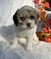 Blossom , a female Cockapoo for sale in Goshen, IN – 2 of 8