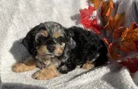 Buttons, a female Cockapoo for sale in Goshen, IN – 5 of 8